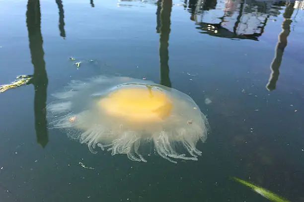 An Egg-yolk Jellyfish (Phacellophora camtschatica) in Puget Sound