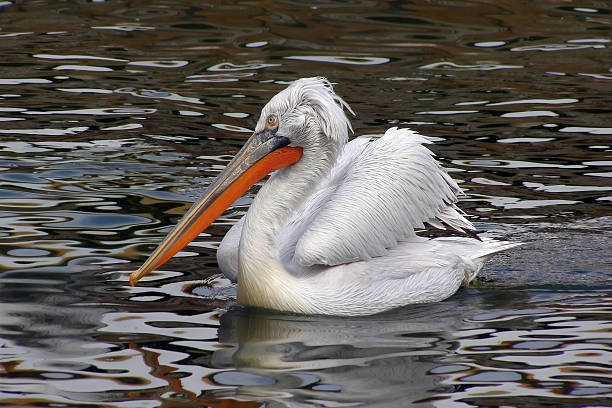 Pelican bird swimming in the water stock photo