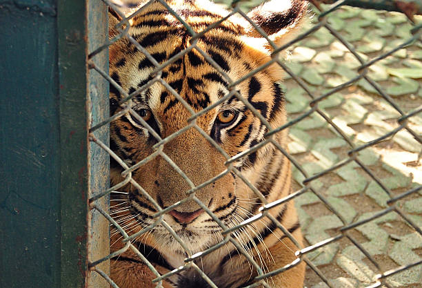 istock tigers in cage looking background 599705650