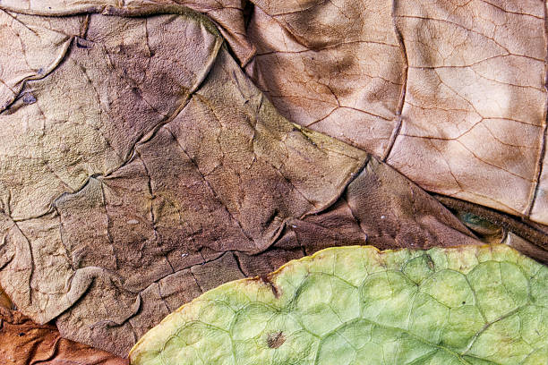 istock dry leaf tobacco closeup 599707750