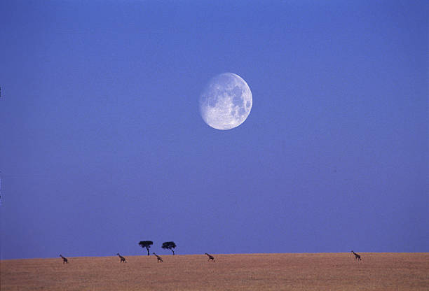 istock Giraffes on the Masai Mara plains with the moon 599708548