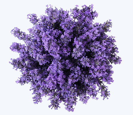 Top view of bouquet of lavender flowers on a white background. Bunch of purple lavandula flowers. Photo from above.
