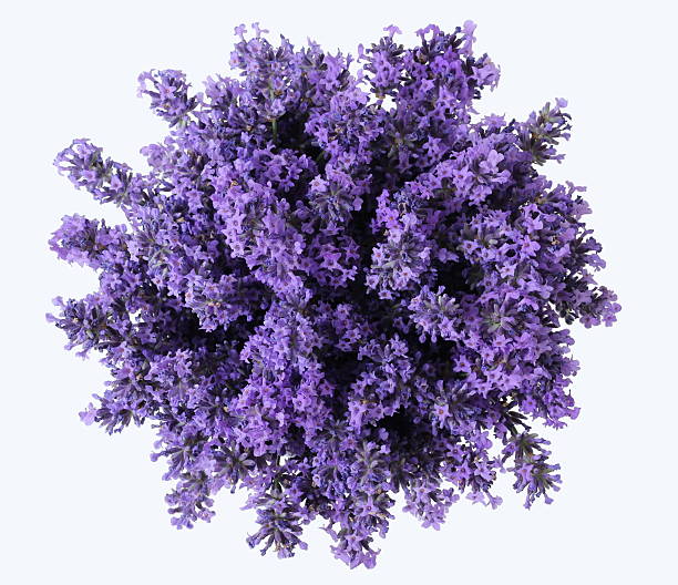 Top view of bouquet of purple lavender flowers. Lavandula bunch. Top view of bouquet of lavender flowers on a white background. Bunch of purple lavandula flowers. Photo from above. violet flower photos stock pictures, royalty-free photos & images