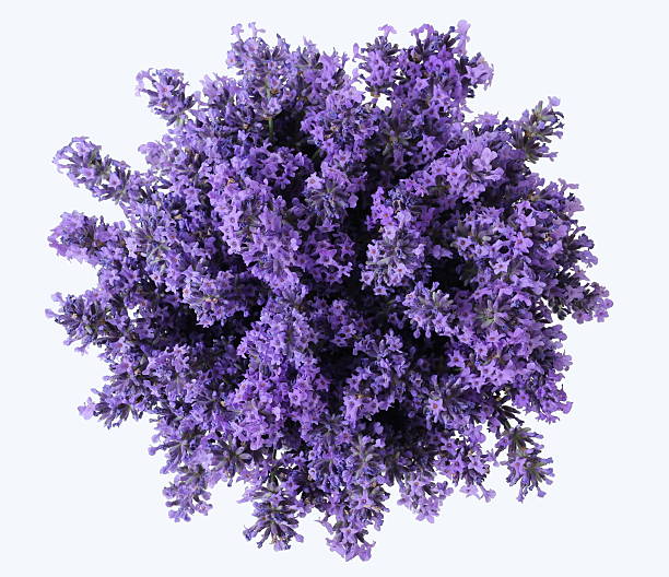 top view of bouquet of purple lavender flowers. lavandula bunch. - arrangement flower head flower blossom imagens e fotografias de stock