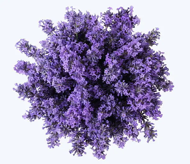 Top view of bouquet of lavender flowers on a white background. Bunch of purple lavandula flowers. Photo from above.