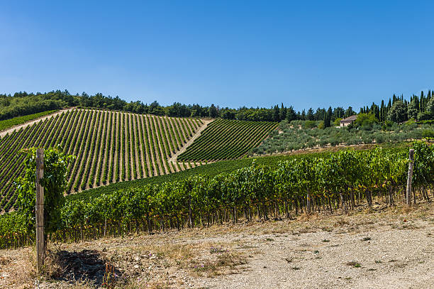 istock Vineyard in Tuscany, Italy 599709334