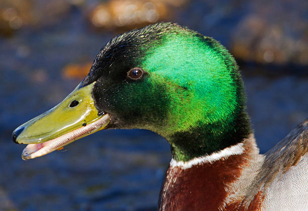 istock Male Mallard Duck. 599710454