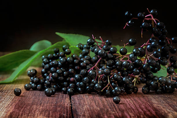 istock black elderberries (Sambucus nigra) with leaves on dark wood 599710542