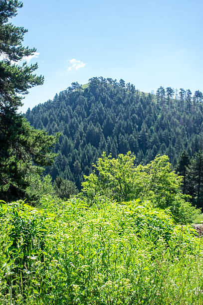 istock Landscape view of the hill and the forest 599710894