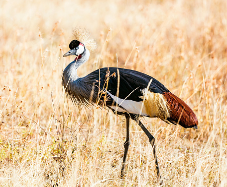 Common crane in swamp, natural habitat, springtime.