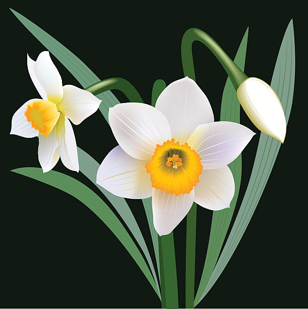ilustraciones, imágenes clip art, dibujos animados e iconos de stock de narciso flores con hojas y cogollos - daffodil stem yellow spring