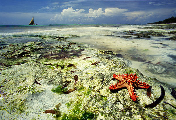 Red starfish in the seashore at Diani beach, Kenya