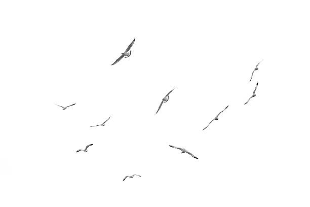 空飛ぶ鳥、白い背景に隔離 - カモメ ストックフォトと画像