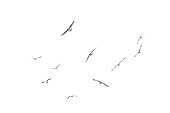 Flying birds, Isolated on white background