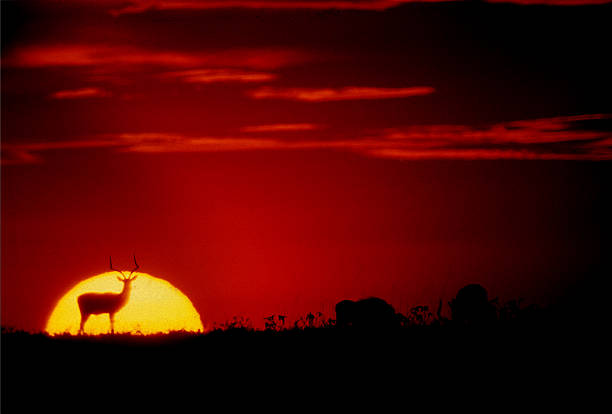 istock Impala at sunset, Masai Mara Game Reserve, Kenya 599711740