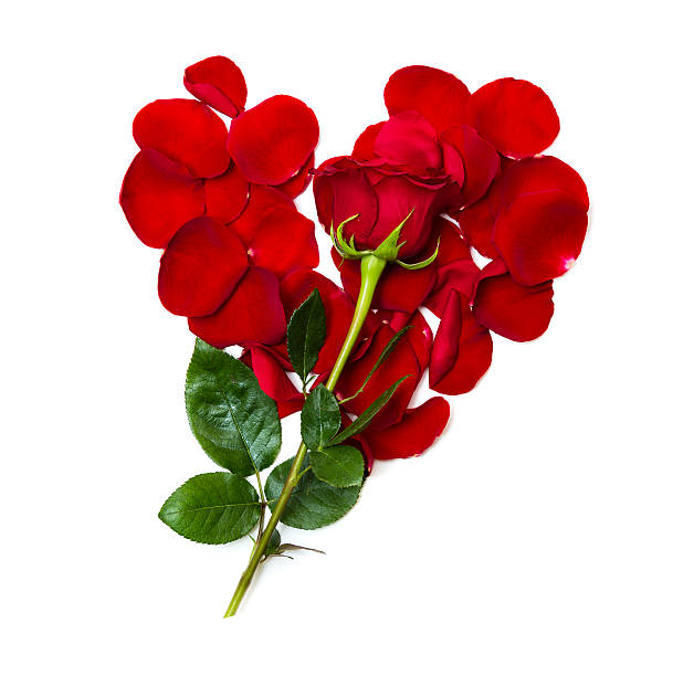 istock petals in a shape of heart with Rose 599712696