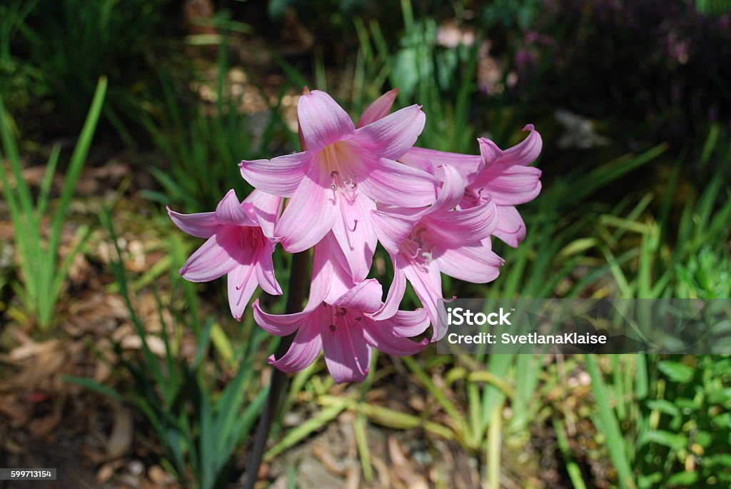 Belladonna Lily Pink bloom. Amaryllis belladonna (known as Belladonna Lily Pink, Jersey lily, naked-lady-lily, March lily). Fragrant Bright pink funnel-shaped flowers in scented clusters. Adult Stock Photo