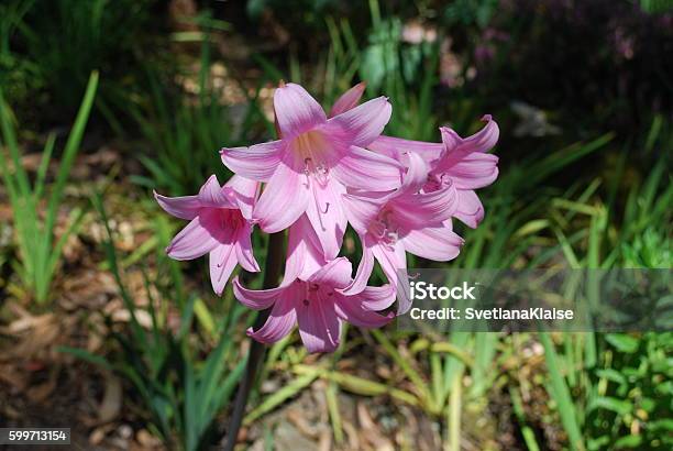 Belladonna Lily Pink Bloom Stock Photo - Download Image Now - Adult, Africa, Amaryllis
