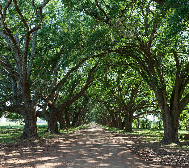 istock Dirt road line with Oak Trees in Louisiana 599713970
