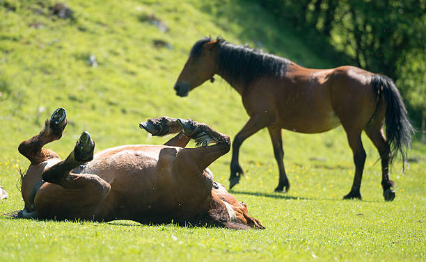 istock horse stallon laying on his back in a paddock 599714262