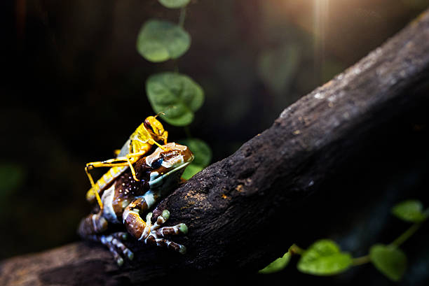 istock colorful frog and grasshopper 599714504