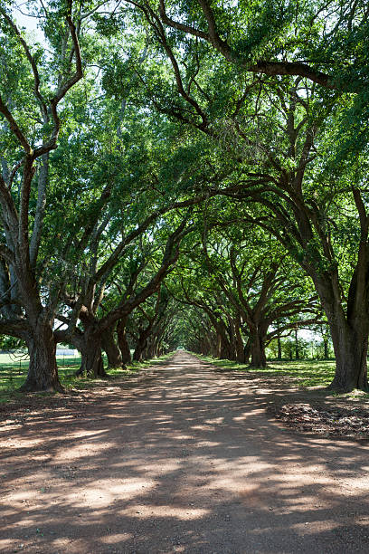 istock Shady Dirt road lined with Oak Trees in Louisiana 599714570