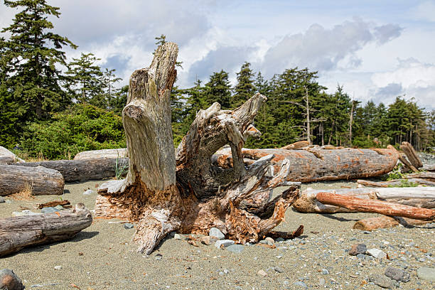 istock Large Driftwood. on Kin Beach, Vancouver Island Near Comox 599714810