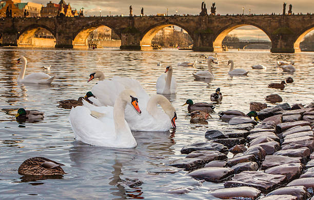 istock Praha Karluv most, Charles bridge sunset. Prague Czech, sun set 599715018