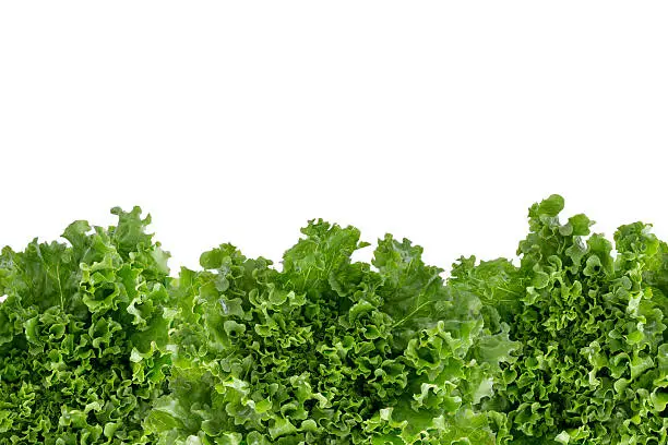 Photo of Bottom border of crisp fresh lettuce