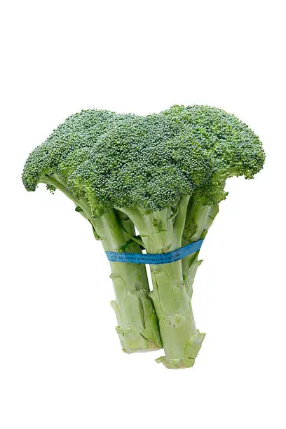 Side view of fresh broccoli showing the edible stalks and fresh green healthy unopened florets or buds tied in a bundle isolated on white