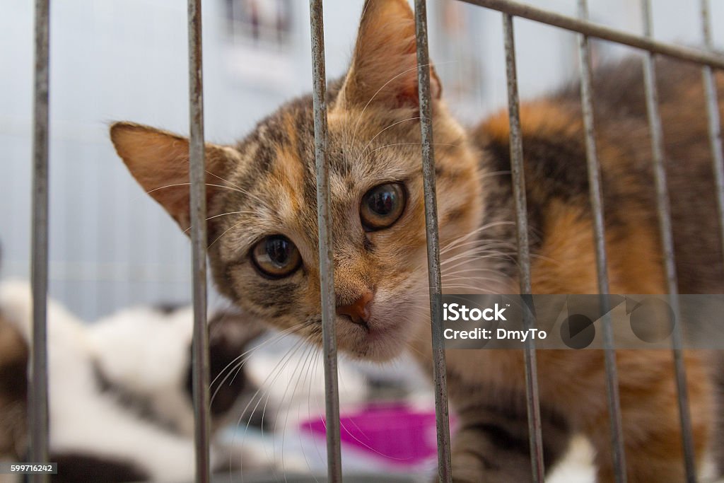 Red kitten in a cage arrives at the shelter. Pets Abandoned Stock Photo