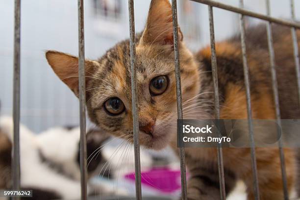 Red Kitten In A Cage Arrives At The Shelter Pets Stock Photo - Download Image Now - Abandoned, Animal, Domestic Cat