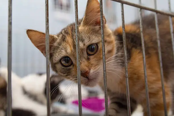 Photo of Red kitten in a cage arrives at the shelter. Pets