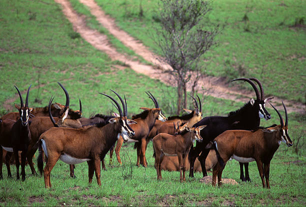 Sable anthelopes herd at Shimba Hills National Park, Kenya