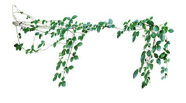 wild climbing vine cayratia trifolia (linn.)  domin. aislado en  - wild vine fotografías e imágenes de stock