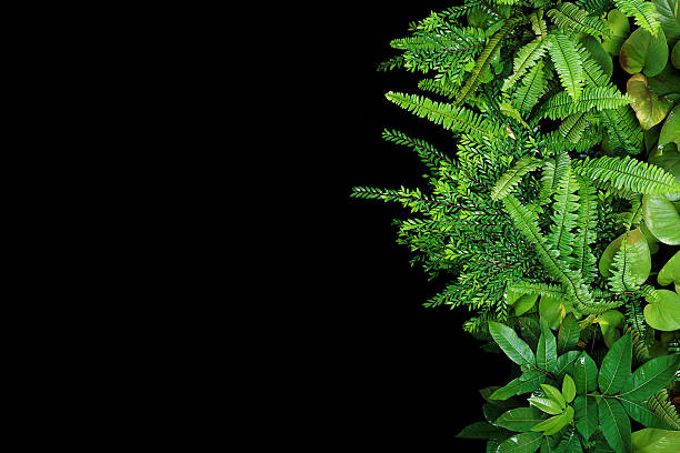 istock Green leaves forest plants after rain on black background, soft 599717684