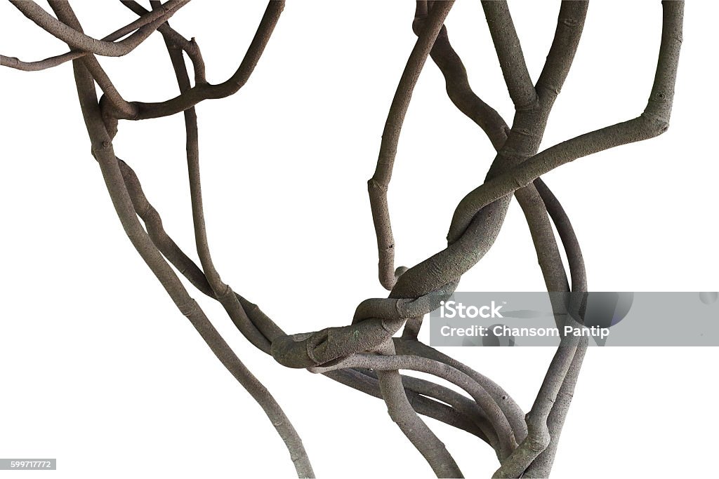 Twisted jungle vines, tree branches isolated on white background Twisted jungle vines, tree branches isolated on white background, clipping path included Liana Stock Photo