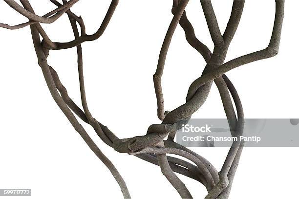 Twisted Jungle Vines Tree Branches Isolated On White Background Stock Photo - Download Image Now