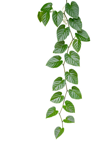 istock Heart shaped green leaves jungle vine isolated on white backgrou 599717796