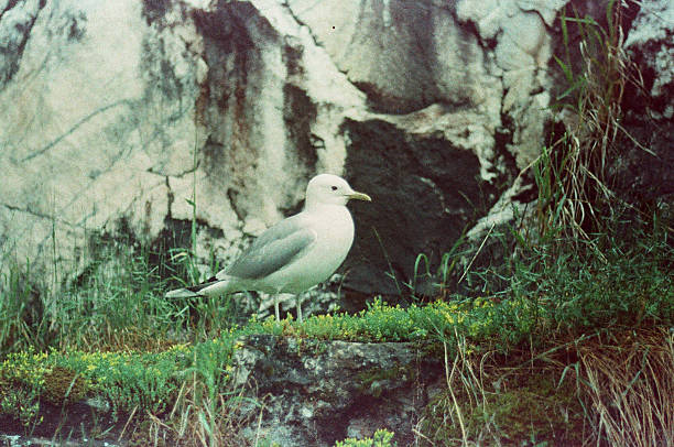 istock Fauna of Karelia 599747568