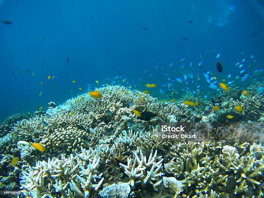 Coral Garden - Lizenzfrei Great Barrier-Riff Stock-Foto
