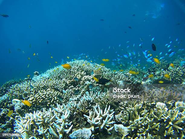 Coral Garden Stockfoto und mehr Bilder von Great Barrier-Riff - Great Barrier-Riff, Riff, Australien