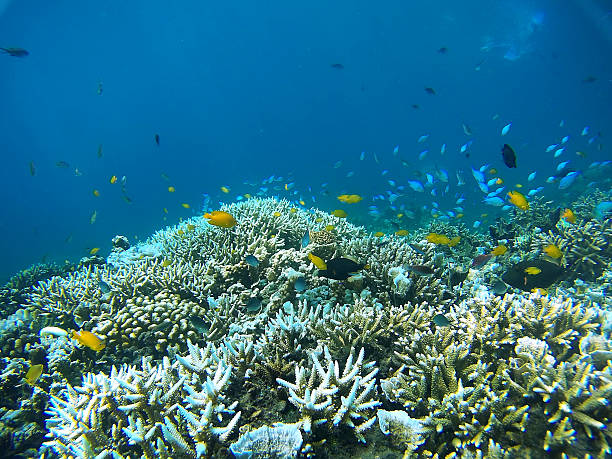 Coral Garden Colorful underwater scene of a tropical reef and fish. Go pro camera shot great barrier reef photos stock pictures, royalty-free photos & images