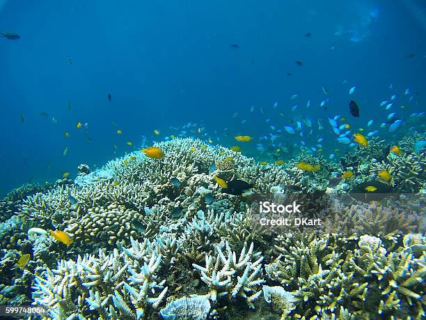 Coral Garden - zdjęcia stockowe i więcej obrazów Wielka Rafa Barierowa - Wielka Rafa Barierowa, Australia, Rafa - Zjawisko naturalne