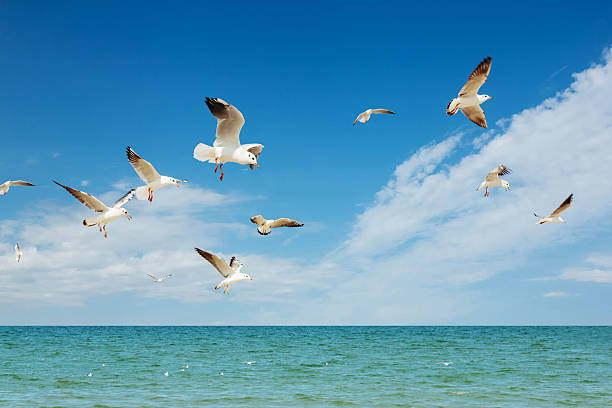 istock Seagulls group fishing 599748158