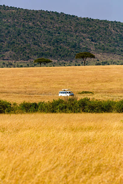 Safari Vehicle, Tourists, Acacia Trees and Savannah at Masai Mara Safari Vehicle, Tourists, Acacia Trees and Savannah at Masai Mara thorn bush stock pictures, royalty-free photos & images