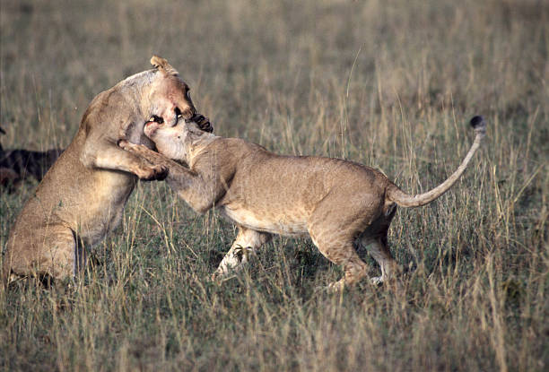 istock Lionesses fighting, Masai Mara Game Reserve, Kenya 599748666