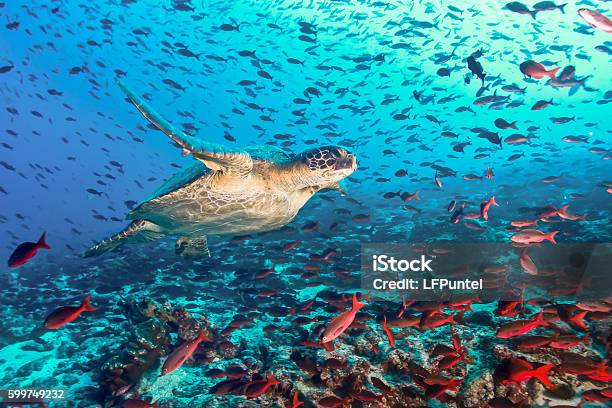 Turtle And Tons Of Fish Stockfoto en meer beelden van Galapagoseilanden - Galapagoseilanden, Zee, Schildpad