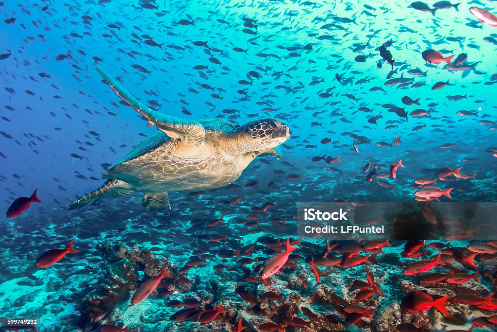 Turtle and tons of fish Turtle swimming across a school of fish in Galapagos Galapagos Islands Stock Photo