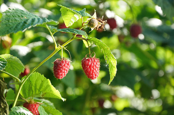 istock Red raspberries on the branch 599749532